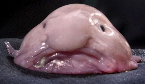 Rumors are just like this fish -- ugly and stinky.