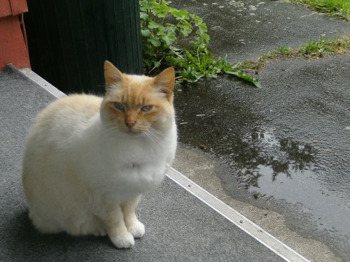 "Raining cats and dogs? I am not amused with your metaphors, good sir."