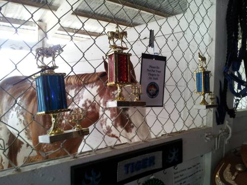 "Yeah, I won all these! Now give me a carrot and move on, paparazzi!!" (Jennifer Roberts photo)