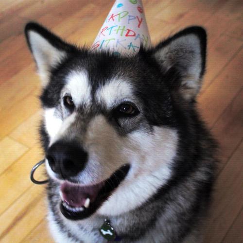 Sitka. Enjoys long walks on the beach and chicken.