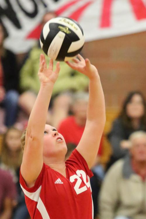 Wolf setter Sydney Autio stays focused on her task. (John Fisken photo) 