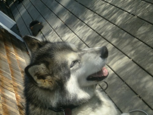 "You, sir, are an idiot!"