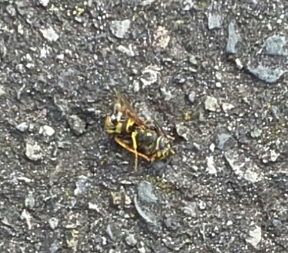 "I'm just gonna stay down here on the ground and hurt..."