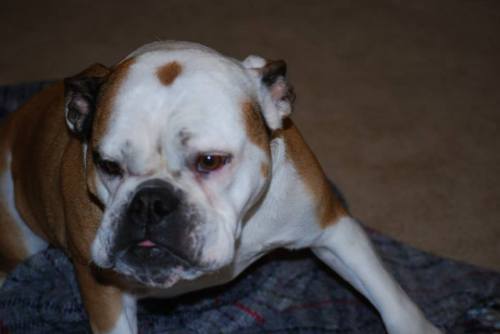 "My boys play a ... ruff ... defense!!"