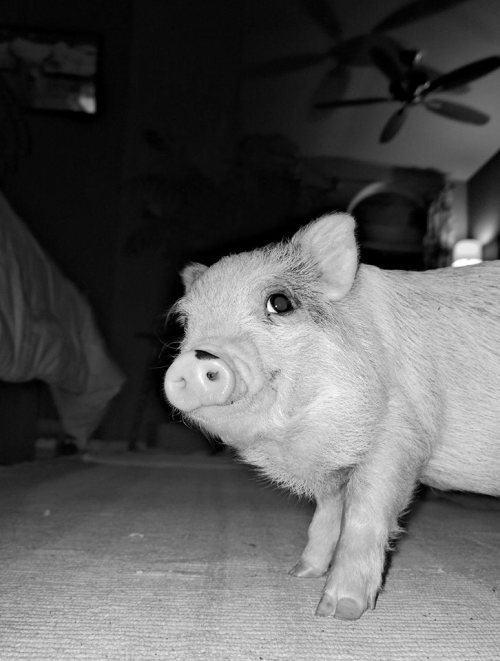 "A camera? My photo? Well, if you insist..."