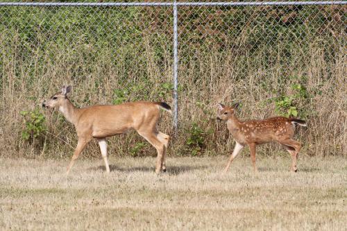 Some late entrants make a dash for the starting line. (JF)