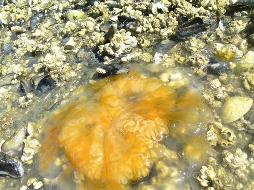 So, I was thinking about making an omelet... (David Svien photos)