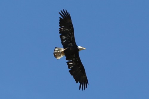 eagle